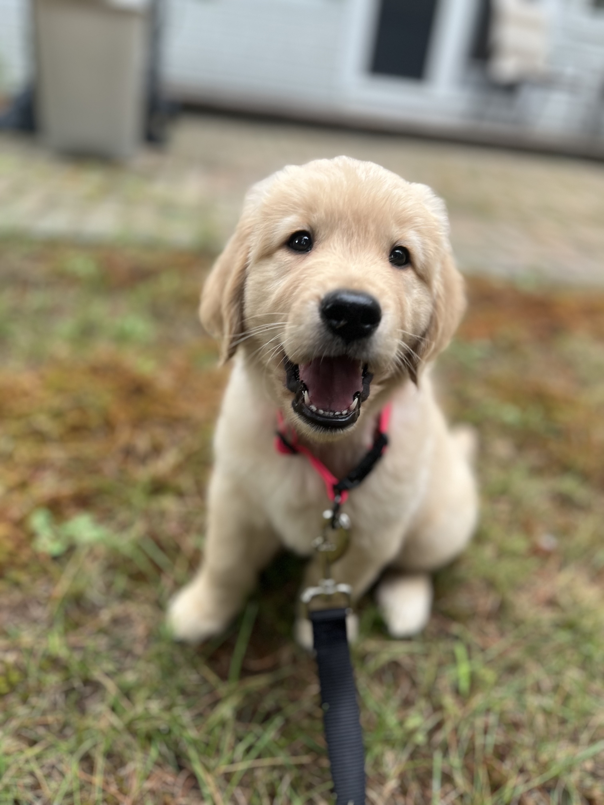 Hugo, Director of Synaptic Enrichment